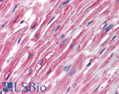 Anti-Alpha Tubulin Antibody (clone TU-01) IHC-plus LS-B1866