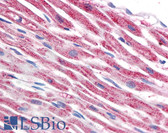 Anti-TUBB / Beta Tubulin Antibody (clone TU-06) IHC-plus LS-B1867