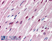 Anti-Alpha Tubulin Antibody (clone TU-16) IHC-plus LS-B1868