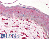 Anti-Vimentin Antibody (clone VI-10) IHC-plus LS-B1870