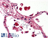 Anti-STAT1 Antibody (clone SM1) IHC-plus LS-B1874