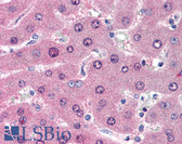 Anti-LIME1 / LIME Antibody (aa281-296, clone LIME-10) IHC-plus LS-B1878