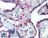 Anti-PCNA / Cyclin Antibody (clone PC10) IHC-plus LS-B1887