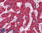 Anti-p66 / SHC Antibody (N-Terminus) IHC-plus LS-B1894