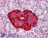 Anti-GCG / Glucagon Antibody IHC-plus LS-B1919