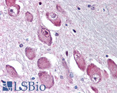 Anti-GABRA3 Antibody (N-Terminus) IHC-plus LS-A9667