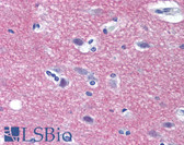 Anti-STX1A / Syntaxin 1A Antibody (N-Terminus) IHC-plus LS-A9596