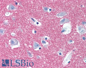 Anti-STX1A / Syntaxin 1A Antibody (Internal) IHC-plus LS-A9597