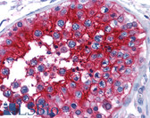 Anti-Basigin / Emmprin / CD147 Antibody (clone HIM6) IHC-plus LS-B1950
