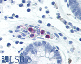Anti-CD177 Antibody (clone MEM-166) IHC-plus LS-B1953