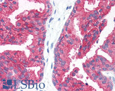 Anti-CD38 Antibody (clone HIT2) IHC-plus LS-B1955