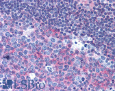 Anti-CD40 Antibody (clone HB14) IHC-plus LS-B1956