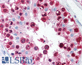 Anti-CDC6 Antibody (aa400-500) IHC-plus LS-B1969