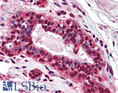 Anti-PMS2 Antibody (aa623-639, clone 163C1251) IHC-plus LS-B1980