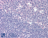 Anti-RGS1 Antibody (aa1-50) IHC-plus LS-B1984