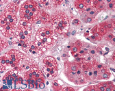 Anti-REEP5 Antibody (N-Terminus) IHC-plus LS-A9881