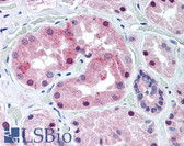 Anti-KCNE3 Antibody (Internal) IHC-plus LS-A9563