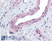 Anti-KCNMA1 / BK Antibody (Internal) IHC-plus LS-A9575