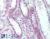 Anti-EIF2S1 Antibody (C-Terminus) IHC-plus LS-B1988