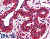 Anti-EIF3B Antibody IHC-plus LS-B1990