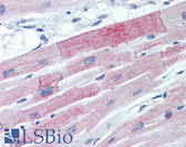 Anti-EIF4E Antibody (N-Terminus) IHC-plus LS-B1991