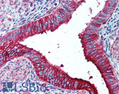 Anti-SSEA-1 / Lewis x / CD15 Antibody (clone HI98) IHC-plus LS-B1995