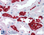 Anti-Glycophorin A+B Antibody (clone HIR2) IHC-plus LS-B1997
