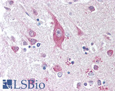 Anti-ICOSLG / ICOSL / ICOS Ligand Antibody (clone 2D3) IHC-plus LS-B2001