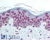 Anti-LMNA / Lamin A/C Antibody (C-Terminus) IHC-plus LS-B2005
