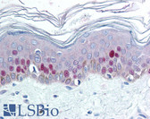 Anti-MCM7 Antibody (C-Terminus) IHC-plus LS-B2009