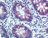 Anti-AGR2 Antibody (aa55-72) IHC-plus LS-B2011
