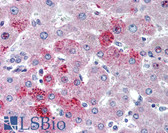 Anti-CCR10 / GPR2 Antibody (aa350-362) IHC-plus LS-B2023