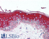 Anti-MLST8 / GBL Antibody (aa150-200) IHC-plus LS-B2029