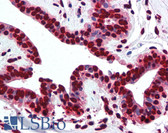 Anti-Histone H2A Antibody (aa1-15) IHC-plus LS-B2034