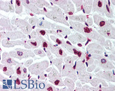 Anti-Histone H2B Antibody (aa111-125) IHC-plus LS-B2035