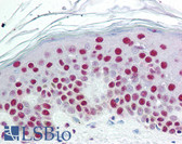 Anti-SET / TAF-I Antibody (aa66-81) IHC-plus LS-B2058