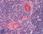 Anti-SMC4 Antibody (aa281-297) IHC-plus LS-B2066
