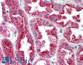 Anti-SMC4 Antibody (aa47-61) IHC-plus LS-B2067