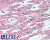 Anti-TNFRSF11A / RANK Antibody (aa326-616, clone 9A725) IHC-plus LS-B2076