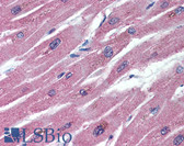 Anti-Osteoprotegerin / OPG Antibody (aa20-37, clone 98A1071) IHC-plus LS-B2078