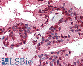 Anti-TNFRSF19 / TROY Antibody (aa29-44) IHC-plus LS-B2079