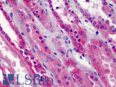 Anti-TRAF5 Antibody (aa77-186, clone 55A219) IHC-plus LS-B2088