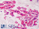 Anti-NOS3 / eNOS Antibody (aa1186-1203) IHC-plus LS-B2095