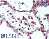 Anti-TNF Alpha Antibody (clone 52B83) IHC-plus LS-B2123