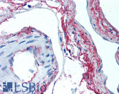 Anti-ELN / Elastin Antibody (clone 10B8) IHC-plus LS-B2146