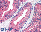 Anti-PDI / P4HB Antibody (clone 3-2B12) IHC-plus LS-B2162