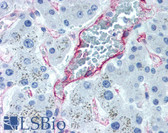 Anti-CD105 Antibody (aa26-176) IHC-plus LS-B2165