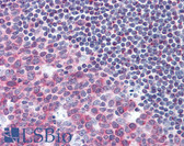 Anti-TUBB / Beta Tubulin Antibody IHC-plus LS-B2188