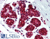 Anti-GAPDH Antibody (HRP) IHC-plus LS-B2193