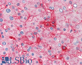 Anti-B2M / Beta 2 Microglobulin Antibody (clone 2M2) IHC-plus LS-B2200